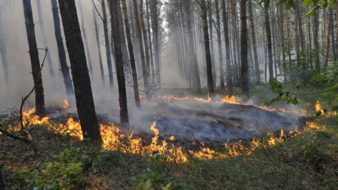 Жителей Воронежской области за разведение костров в лесах оштрафовали на 154 тысячи рублей