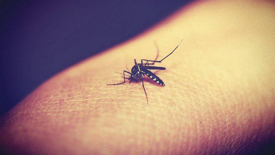 Ученые предрекли нашествие на Центральную Россию комаров – носителей тропических лихорадок