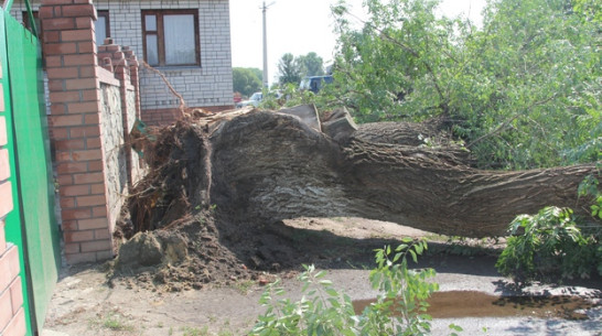 Сильная буря оставила жителей новохоперского села без электричества