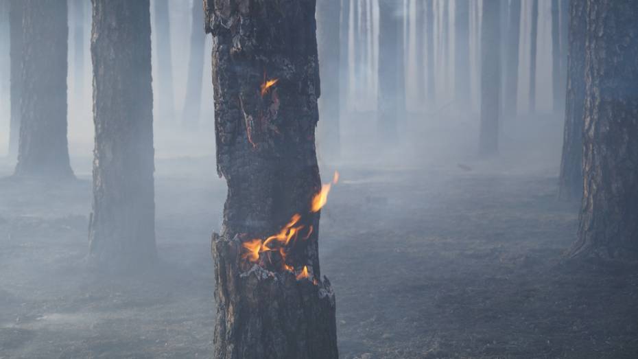 В лесу под Борисоглебском загорелась сухая трава