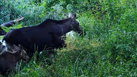 Воронежский заповедник опубликовал видео с многодетной лосихой