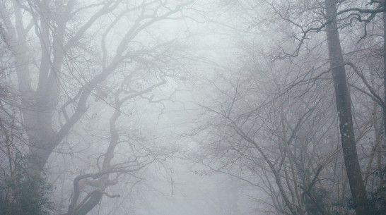 Из-за тумана в мороз в Воронежской области объявили желтый уровень погодной опасности