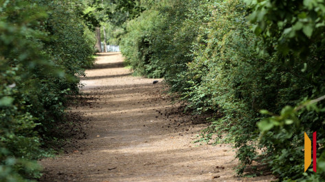 Мэрия Воронежа привела в порядок три парка после предписания прокуратуры