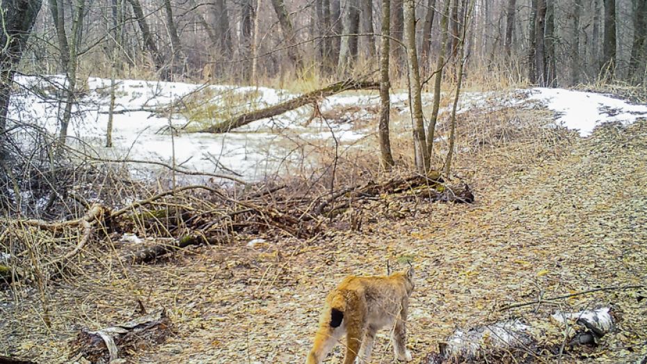 Эксперт: забредшая в Воронежский заповедник рысь была самцом