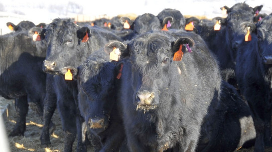 Воронежский племзавод создаст крупный центр продаж элитных коров