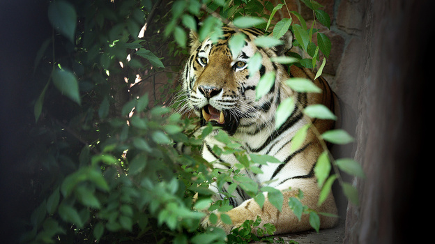 Амурский тигр в Воронежском зоопарке переехал в новое жилье