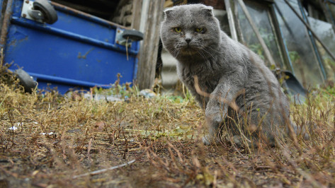 Кошки стали лидерами по случаям бешенства в Воронежской области