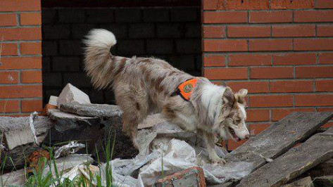 В Воронеже объявили набор по обучению кинологов-волонтеров для поиска людей