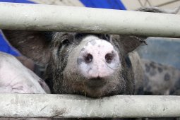 Африканскую чуму свиней обнаружили в районе Воронежской области