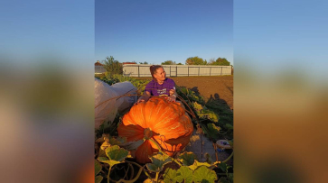 В воронежской Каменно-Верховке супруги вырастили овощи-гиганты и подсолнечник высотой 4,5 метра