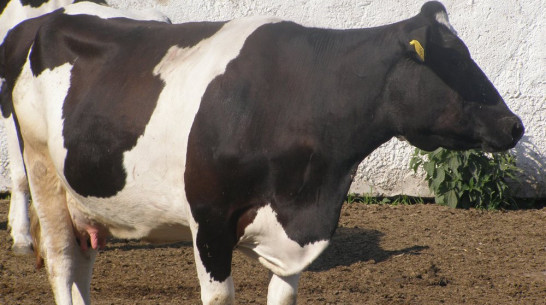 В Нижнедевицком районе снизились надои 