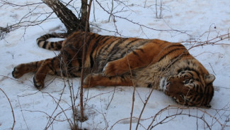Воронежский зоопарк поместил пойманного тигра на карантин