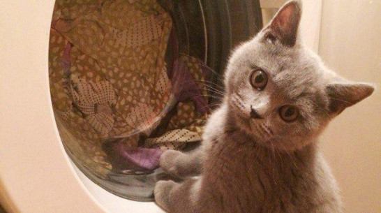 Прокуратура заинтересовалась роликом со «стиркой» кота в машинке