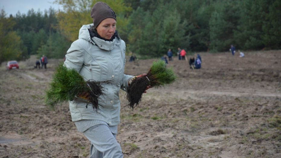 В Острогожском районе высадили 10 тыс сеянцев сосны