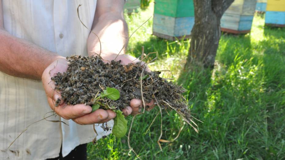 Эксперты: 80 тыс пчелиных семей в России погибли из-за обработки полей инсектицидами
