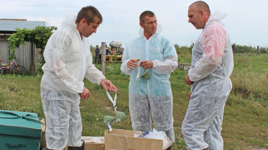 В Воронежской области уничтожили 200 свиней в очаге АЧС