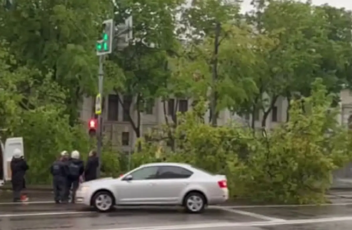 Дерево рухнуло перед площадью Ленина в Воронеже