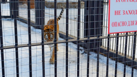 Пойманный в Воронеже тигр Шерхан отказался от еды