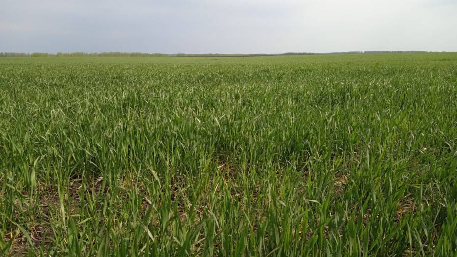 В воронежском агрохолдинге «Продимекс» спрогнозировали рекордный урожай озимых