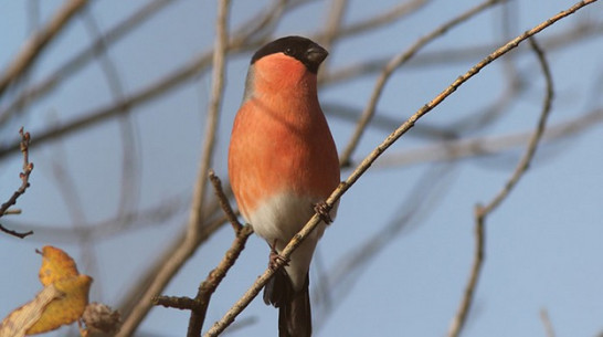 В Воронежский биосферный заповедник прилетели снегири