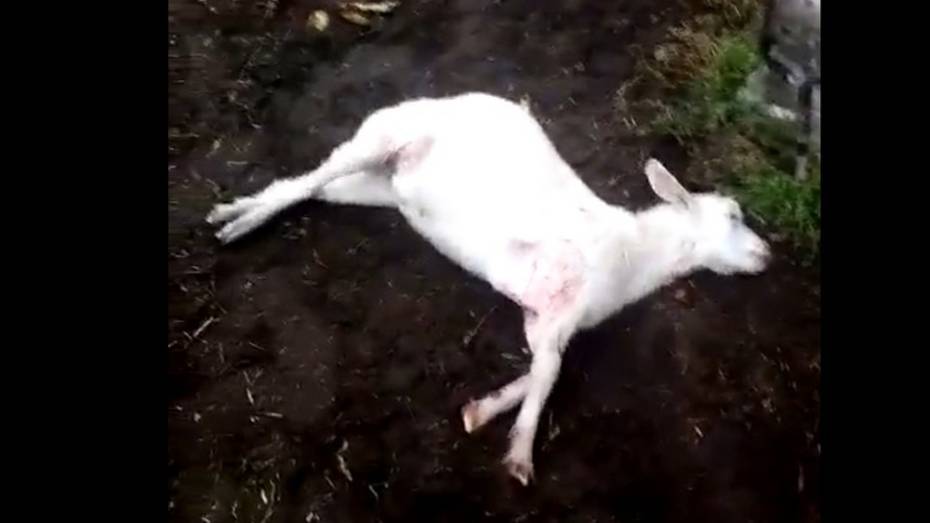 На подворье в Подгоренском районе нашли 5 мертвых коз со следами укусов