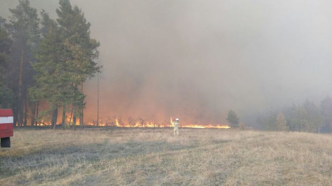 Возбудили дело о поджоге после пожара на 400 га в заповеднике в Воронежской области