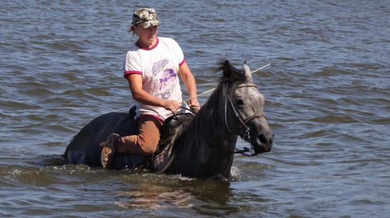 Семилукские полицейские вернули хозяйке пропавшего 3 года назад коня