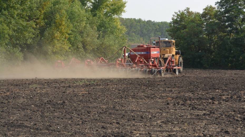 В Богучарском районе сев озимых оказался под угрозой срыва из-за почвенной засухи