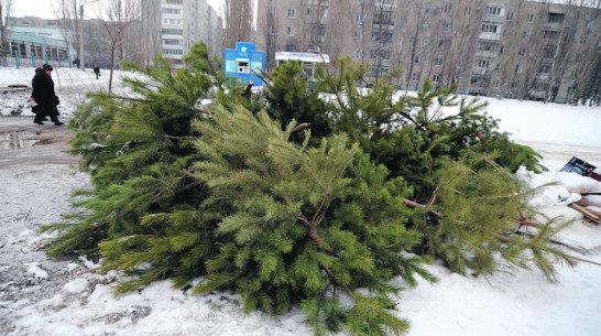 Житель Воронежской области потерял деньги, пытаясь продать ель