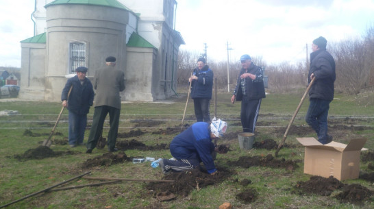 В Хохольском районе в апреле посадили 6300 деревьев