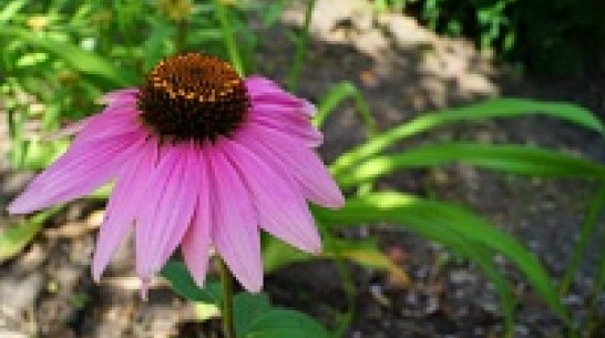 Жара и засуха в Воронеже усилятся