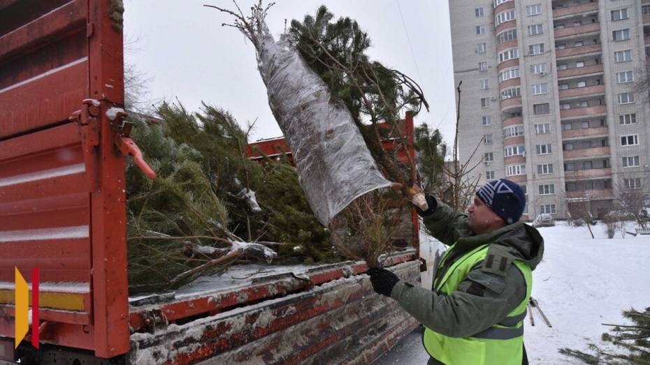 В Кантемировке заработал пункт сбора и переработки хвойных деревьев