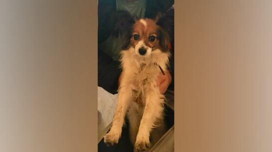 Сбежавшую из поезда в Воронежской области собаку Шуру нашли