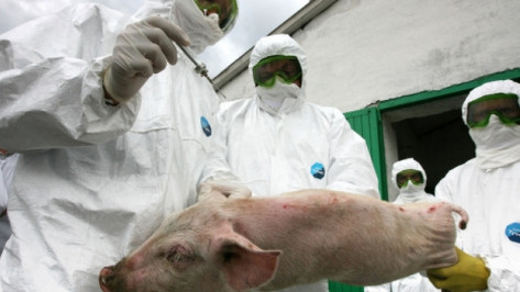 В Богучарском районе выявлен очаг заболевания животных, которое может оказаться африканской чумой свиней