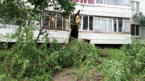 МЧС предупредило воронежцев о сильном ветре