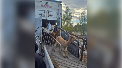 В Воронежскую область из Чили приехали 250 альпак