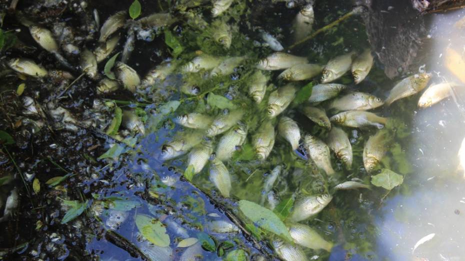 В таловском пруду массово погибла рыба