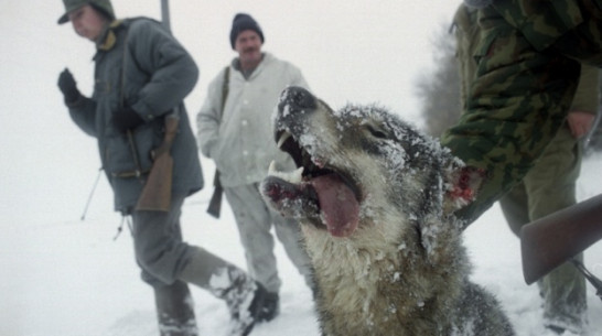 В Кантемировке бешеный волк напал на людей 