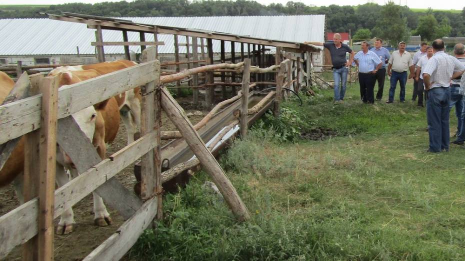 Подгоренские фермеры получили более 4 млн рублей на развитие животноводства