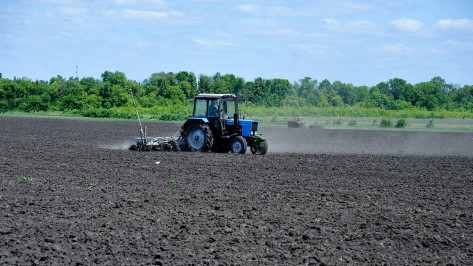 Развитие свеклосахарной отрасли в Воронежской области поддержат субсидиями