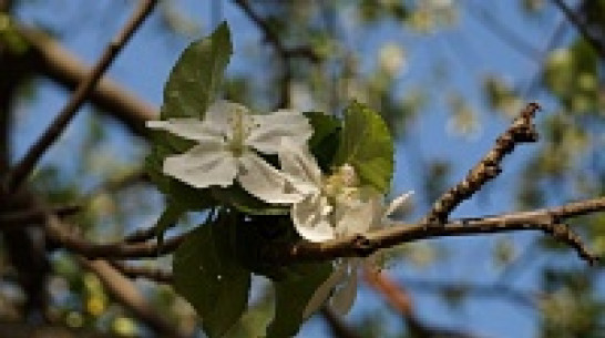 Воронежцы смогут проголосовать за зеленый символ региона по смс