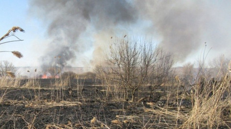Россошанский район очистят от камыша в марте