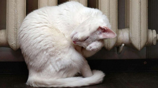 Эпидемиолог рассказала, можно ли заразиться COVID-19 от домашних животных