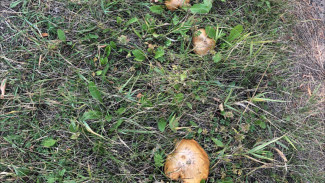 В Воронеже из больницы выписали последнего отравившегося грибами пациента