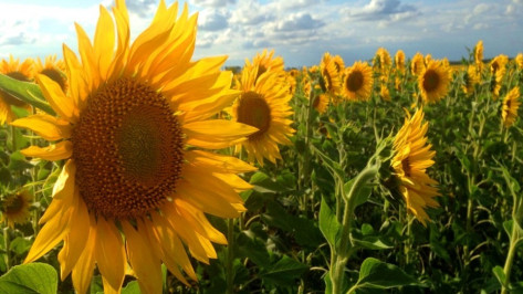 В Воронеже повторился температурный рекорд 2002 года