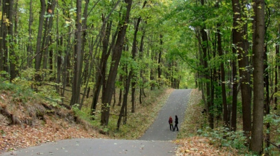 Мэрия Воронежа получит под парк 3 га областных земель