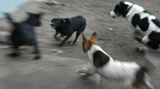 В Верхнемамонском районе собаки стали кусаться в пять раз чаще
