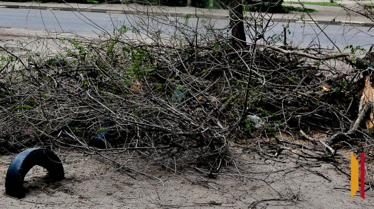 Воронежское УФАС завело дело в отношении «Экотехнологий» за отказ вывозить ветки и листву