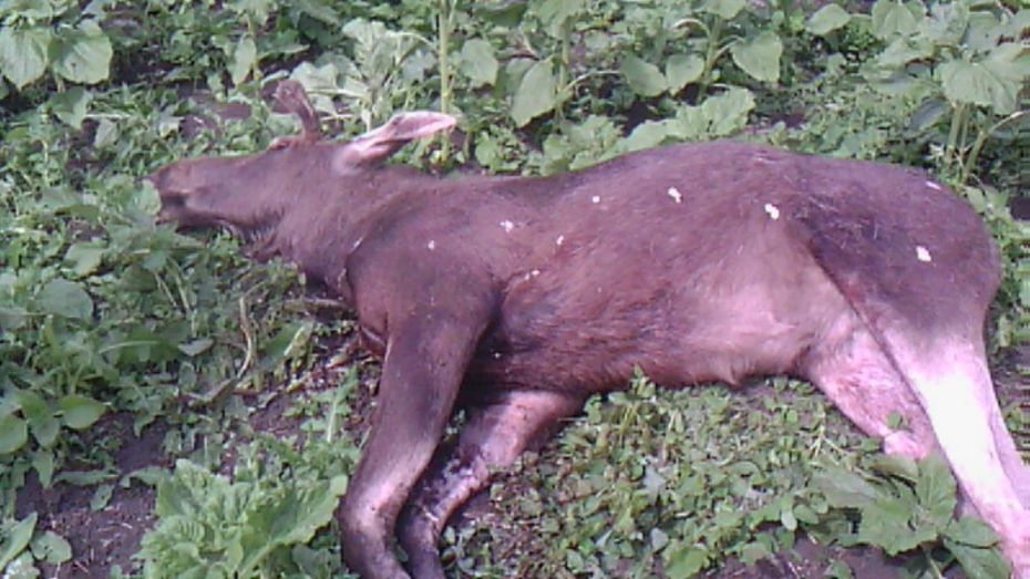 В Воронежской области браконьеры застрелили единственного в районе лосенка 
