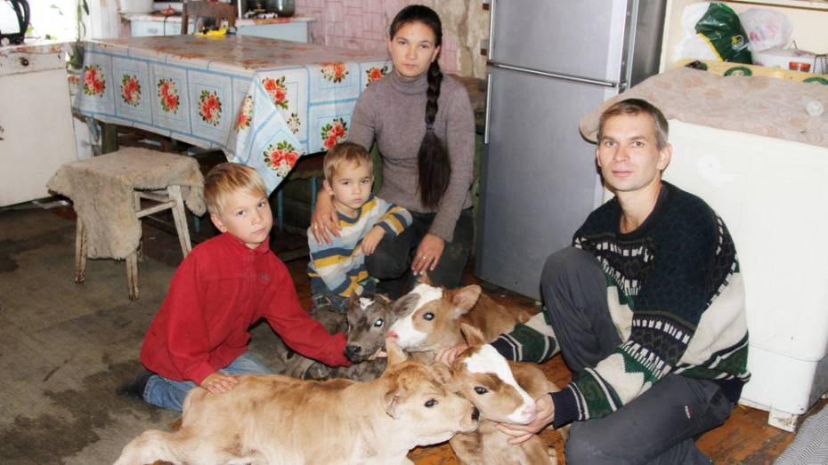 В Воронежской области корова родила 4 телят